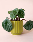 Peperomia | Watermelon