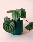 Peperomia | Watermelon