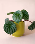 Peperomia | Watermelon