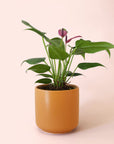 Anthurium | Zizou