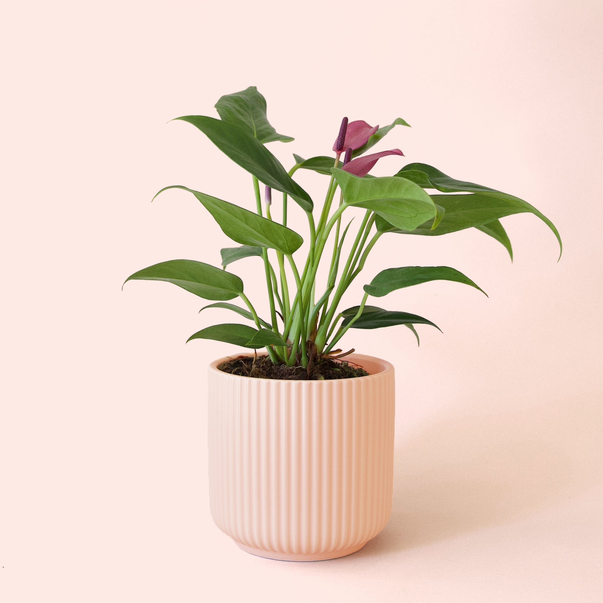 anthurium splitting Anthurium Zizou