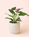 Anthurium | Zizou