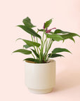 Anthurium | Zizou