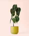Philodendron | Melanochrysum