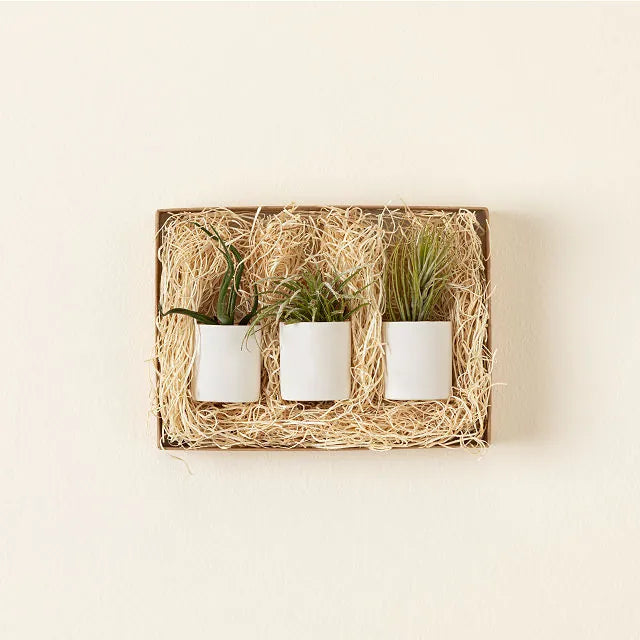 small pots for air plants Tiny Planter and Tiny Air Plants Pack – Pigment