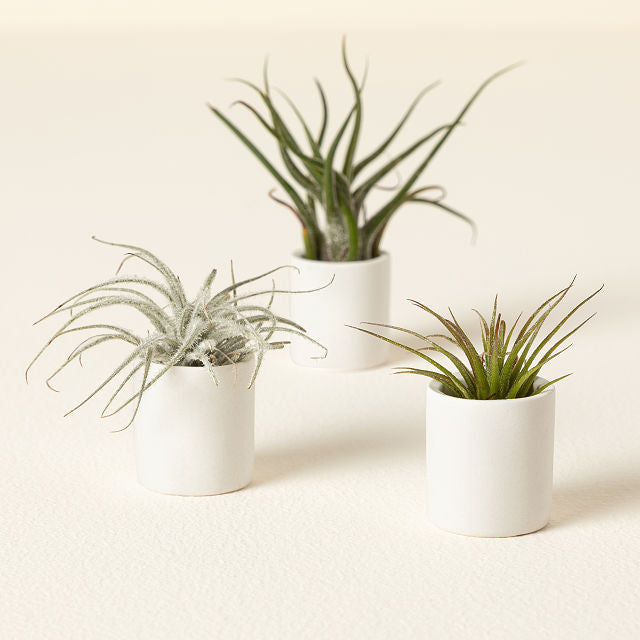 tiny potted plants Tiny Planter and Tiny Air Plants Pack – Pigment