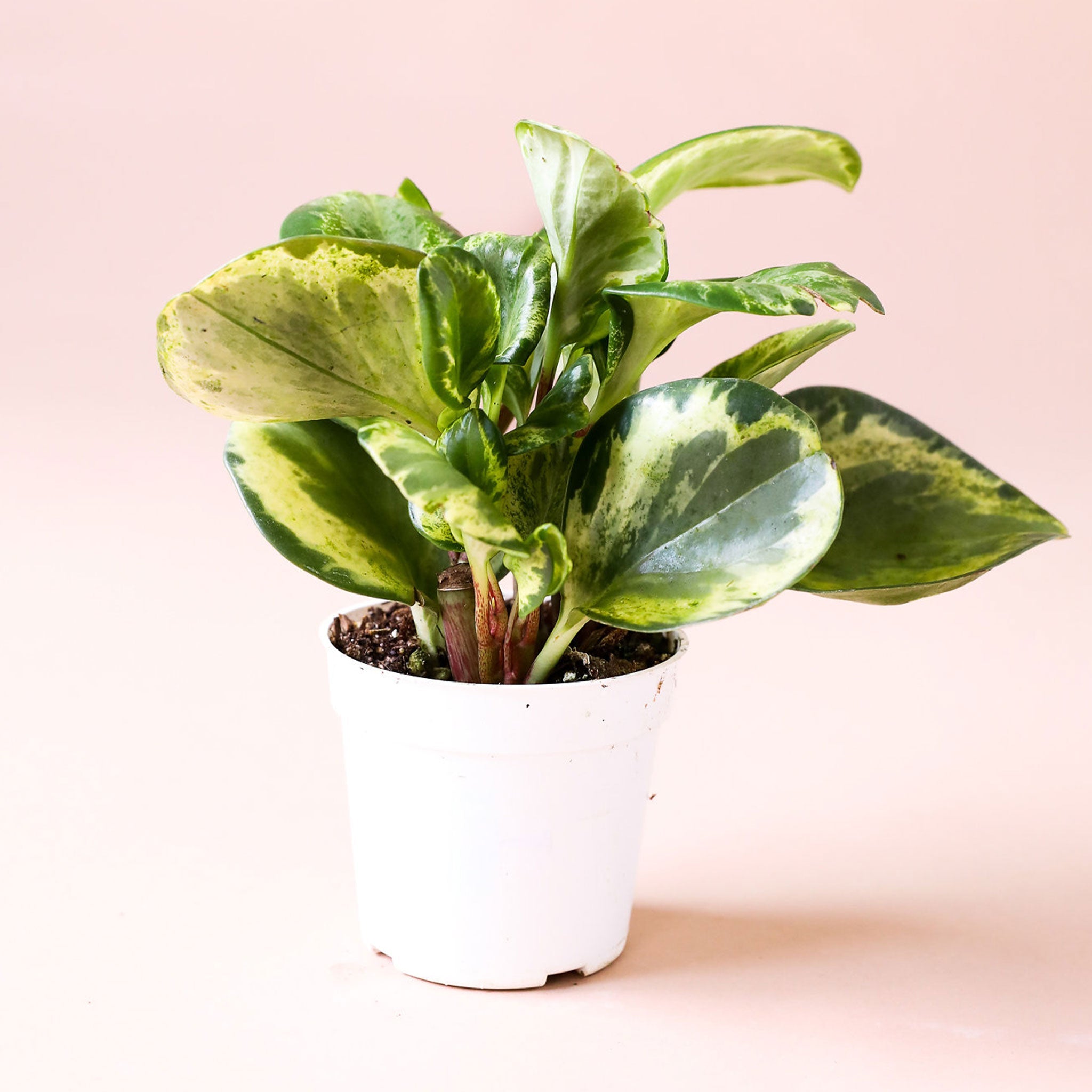 peperomia obtusifolia hanging plant Peperomia