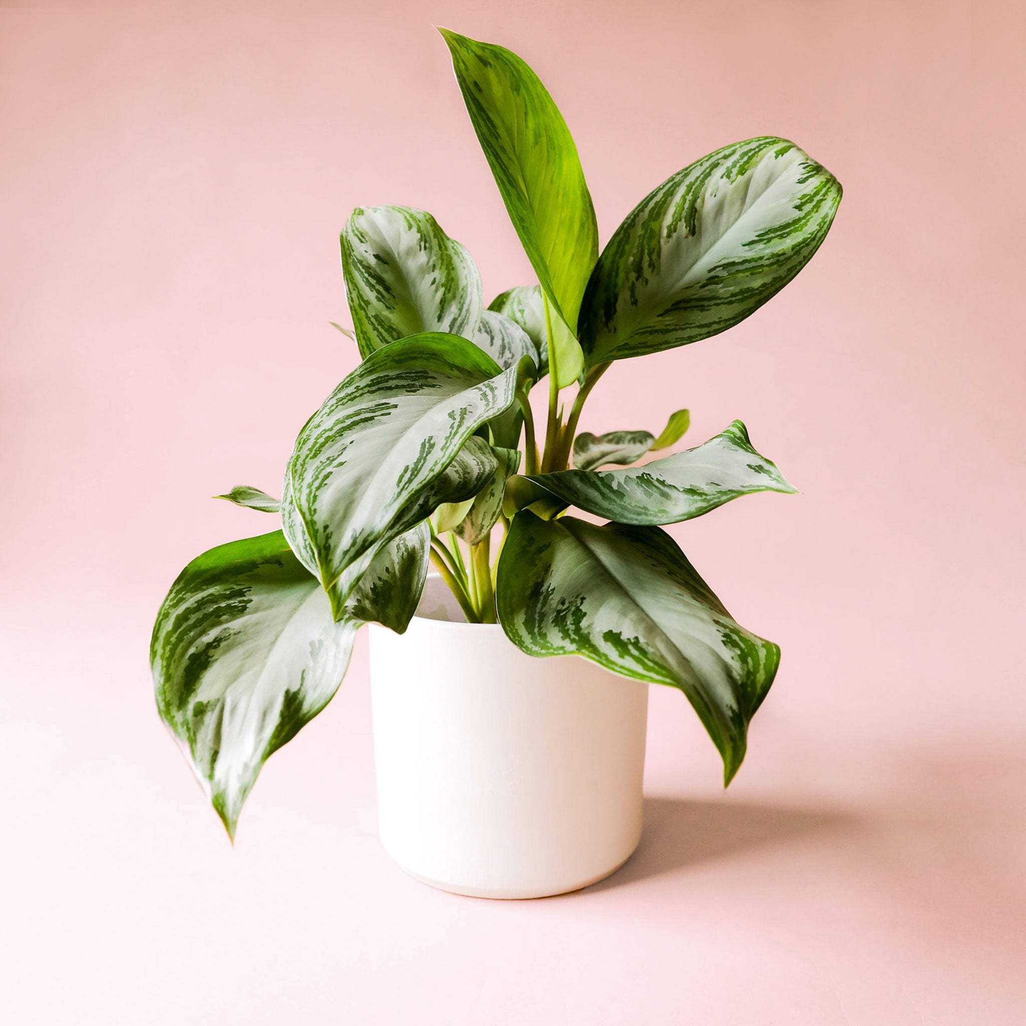 Aglaonema