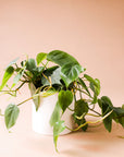 on a peach ground is a white circular pot. Inside the pot is a philodendron codatum. The green leaves are wide with a pointed top. This plant has long green vines that spill over the side of the pot.