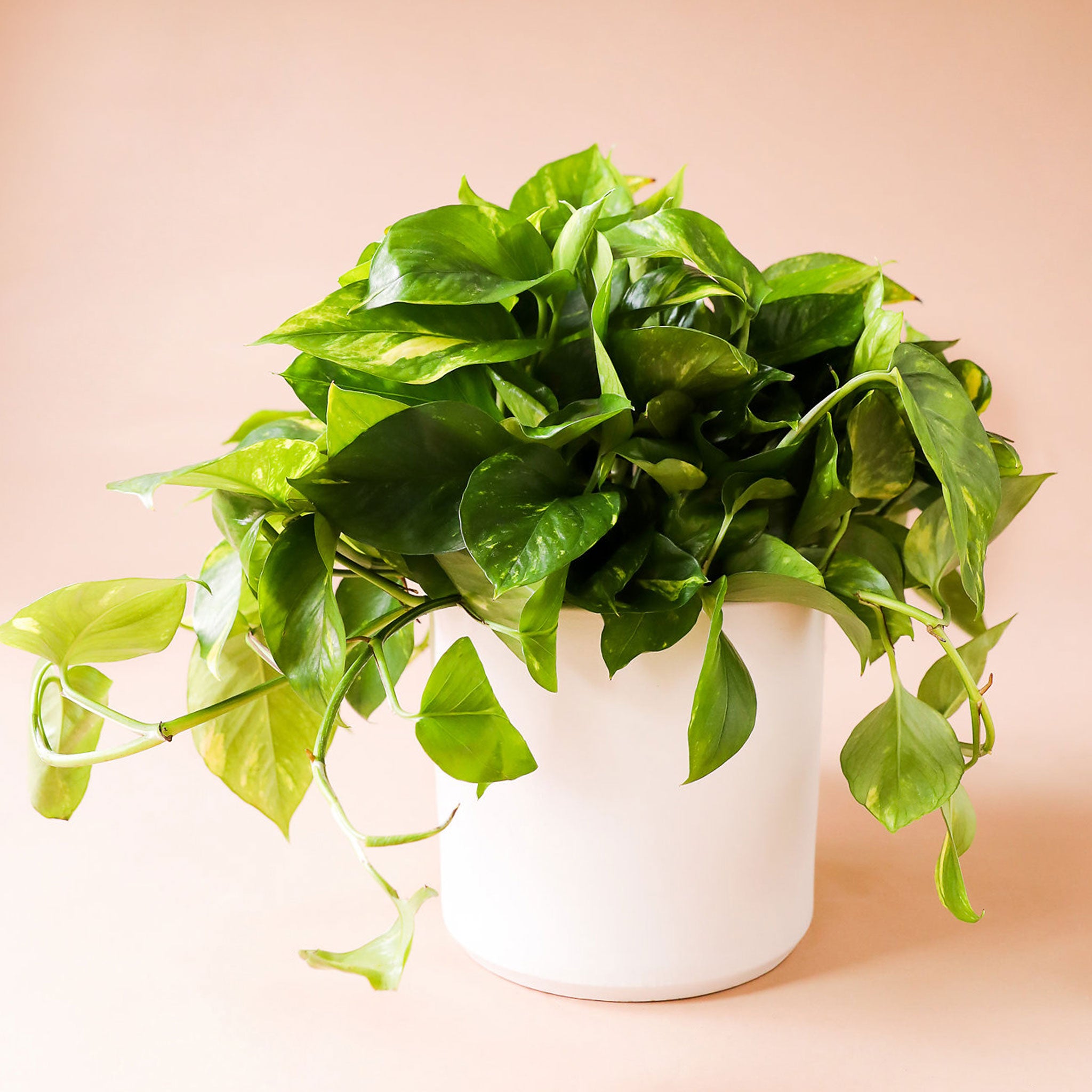 Variegated green and white Pothos plant that is full of fresh, plump leaves and growing green stems. Plant is potted in a solid white ceramic pot.