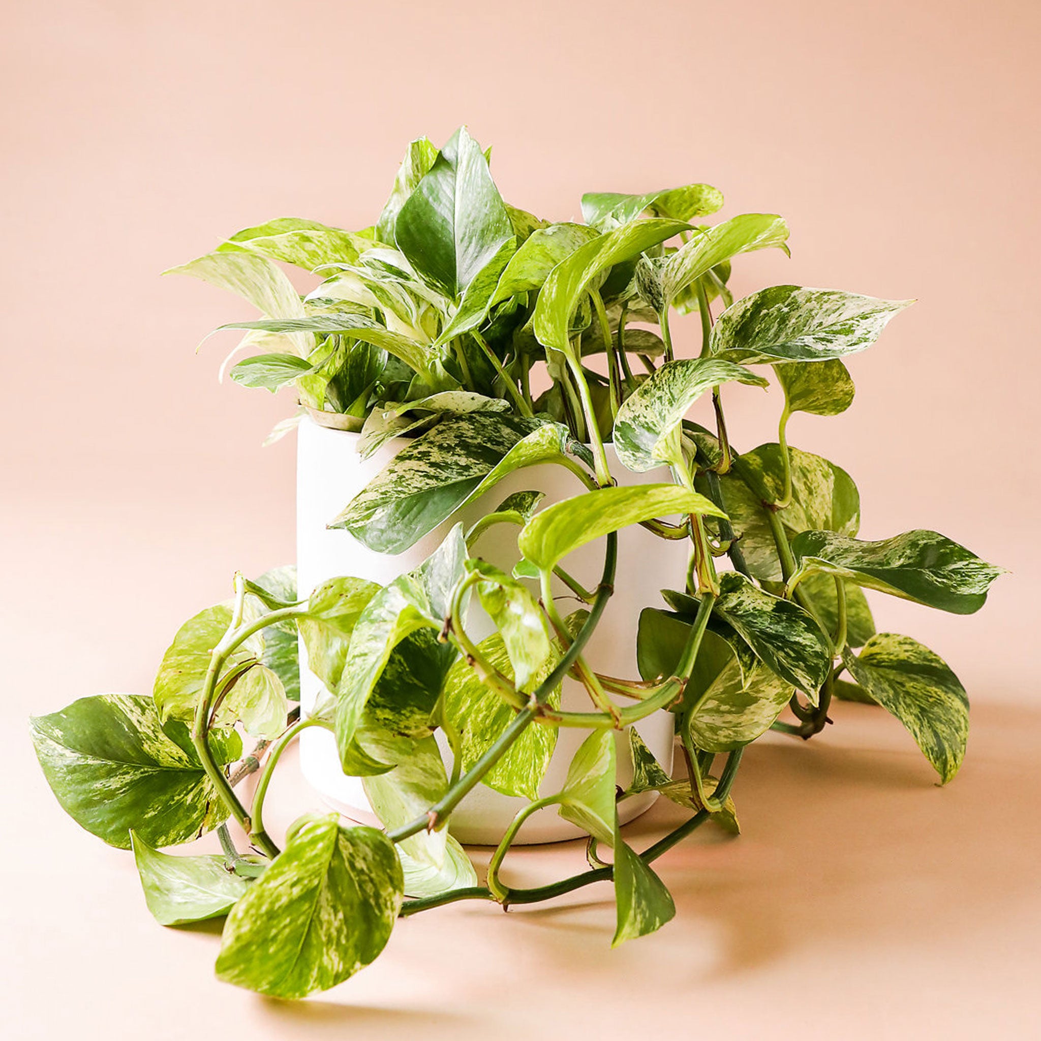 In front of a pink background is a white cylinder pot with a marble queen pothos inside. The plant has long green vines that fall down the side of the pot. The leaves are yellow and green variegated.