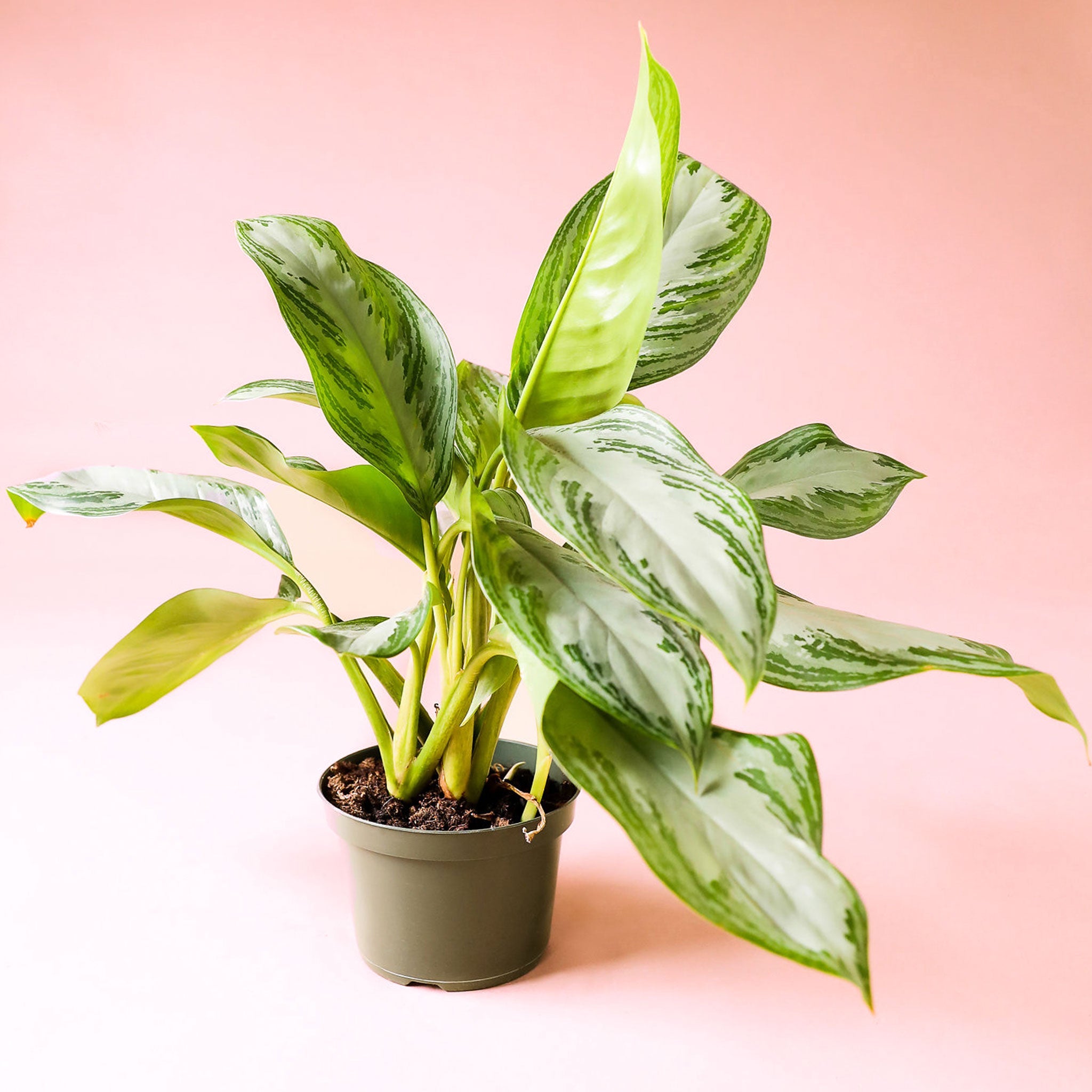 60cm chinese evergreen aglaonema 'silver bay Aglaonema