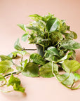 In front of a pink background is a dark green cylinder pot with a marble queen pothos inside. The plant has long green vines that fall down the side of the pot. The leaves are yellow and green variegated.
