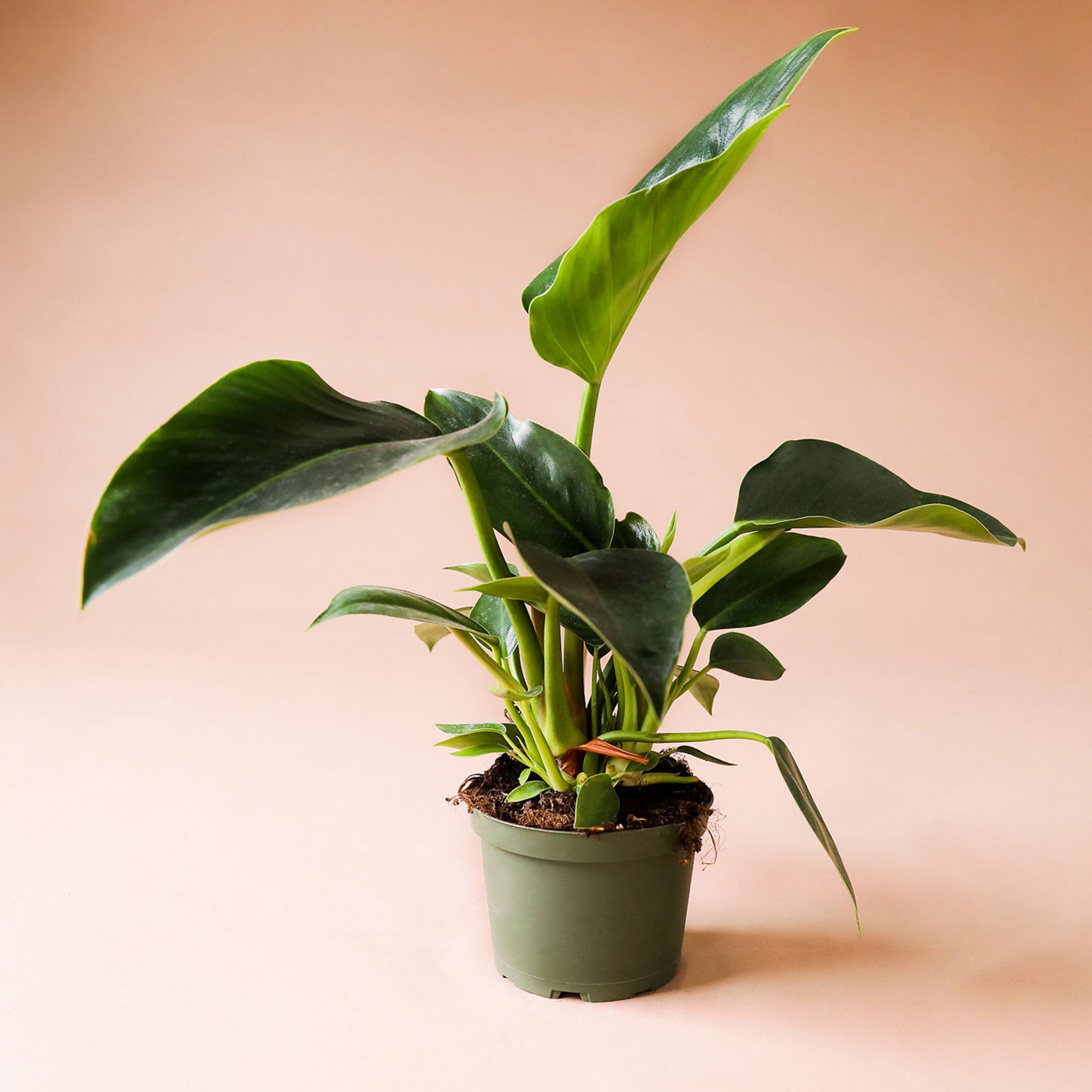 african philodendron Philodendron