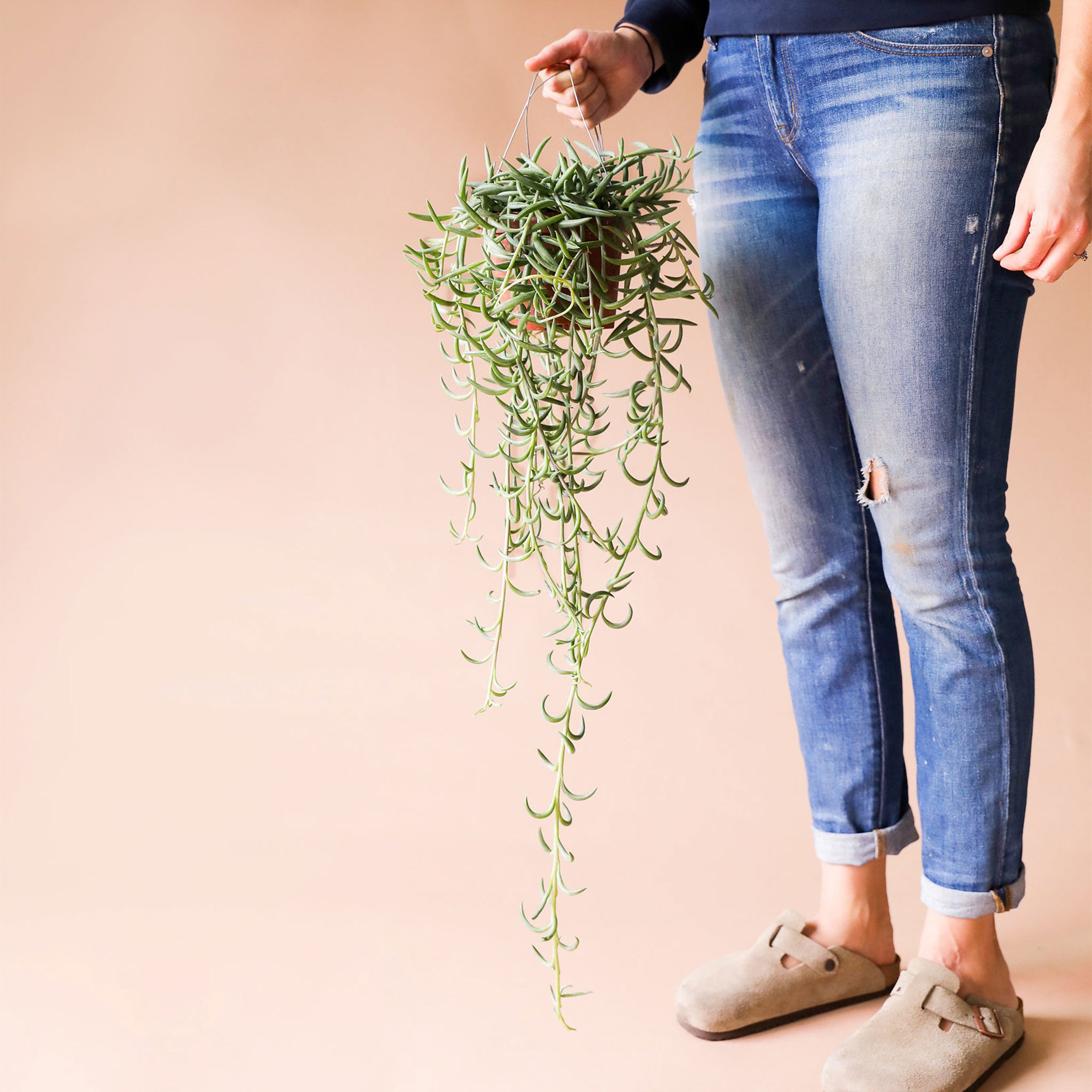 the bottom half of a person standing while holding a wire that is attached to a small pot. Inside the pot is a long, trailing light green plant. On the stems are little hook shaped succulents.