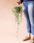 the bottom half of a person standing while holding a wire that is attached to a small pot. Inside the pot is a long, trailing light green plant. On the stems are little hook shaped succulents.