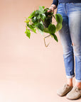 In front of a peachy background is a person standing on the right side of the picture. The person is wearing light blue jeans. In their right hand is a dark green circular pot with a philodendron cordatum inside. The green vines spill out over the sides of the pot. The green leaves are wide with a pointed top.