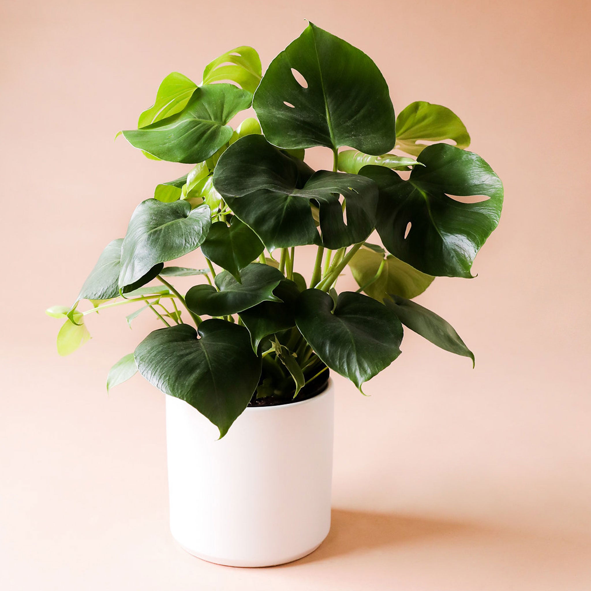 a monstera deliciosa with lush dark green heart shaped leaves sits in a white pot
