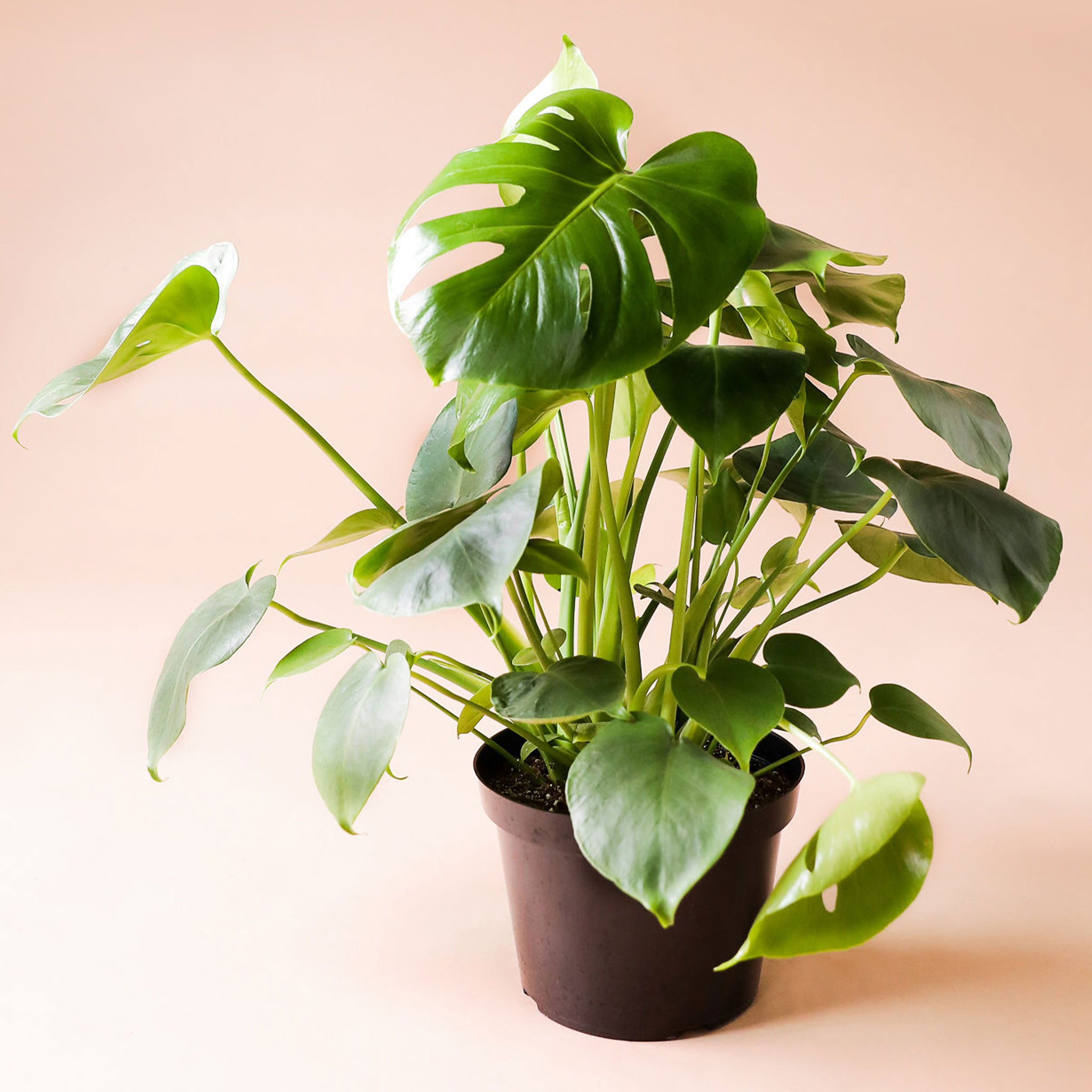 a monstera deliciosa with lush dark green heart shaped leaves sits in a brown pot