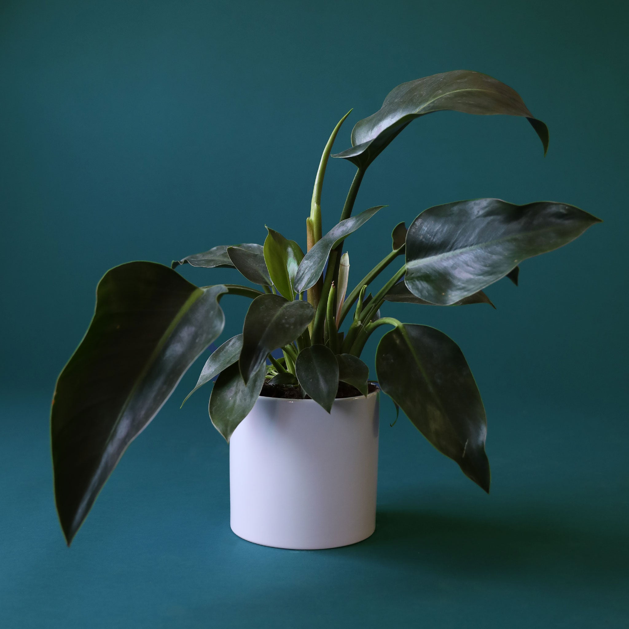 dark green philodendron Philodendron