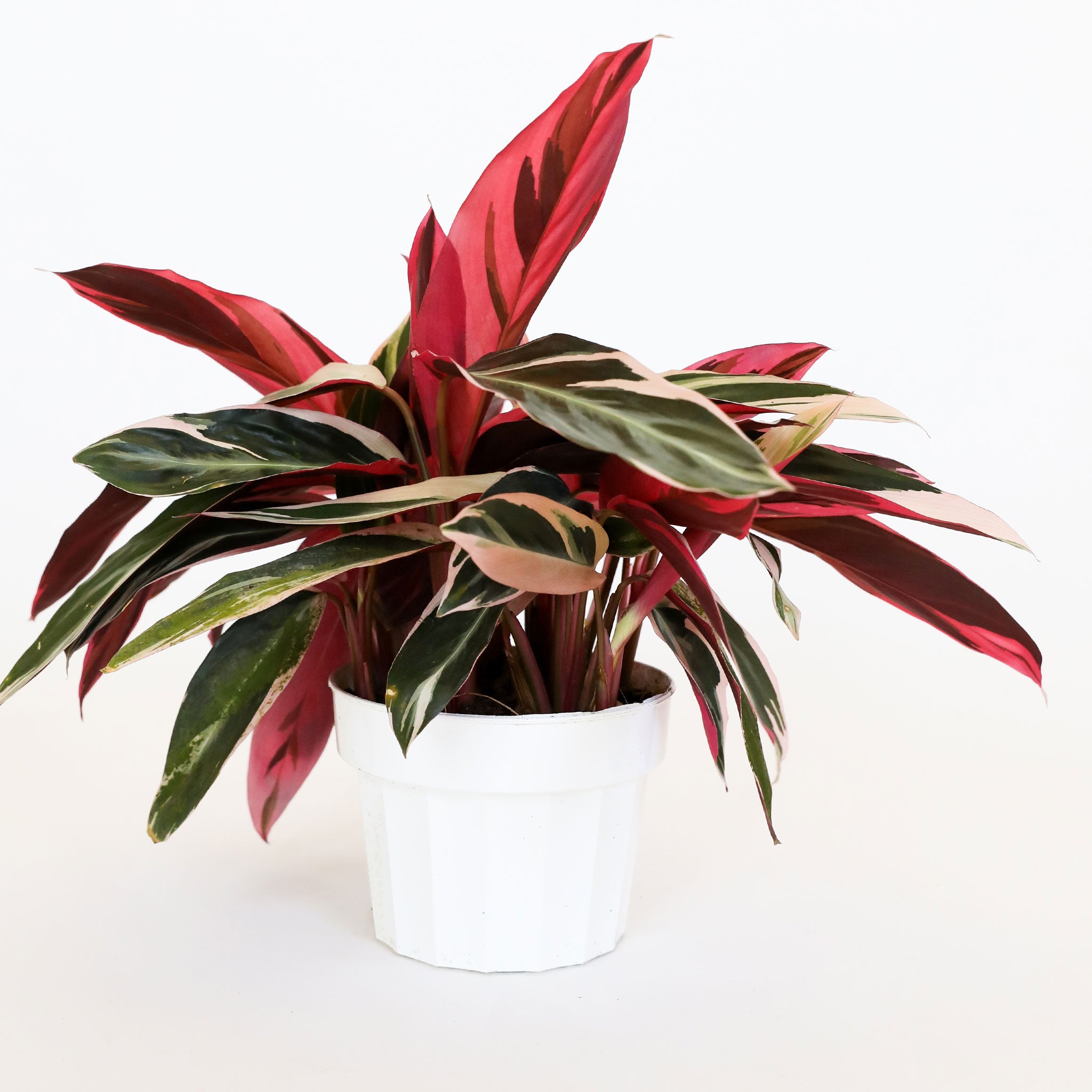 Against a white background is a triostar in a white pot. The long, tall leaves of this plant are green with a blush color painted on the leaves. Some leaves are more green while others are more blush. The bottom of the leaves are dark pink.