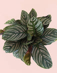 birds eye view of the top of a calathea ornata plant with pink pinstripe details on its leaves