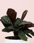 close up detail of a calathea ornata with pink pinstripe detail on its leaves
