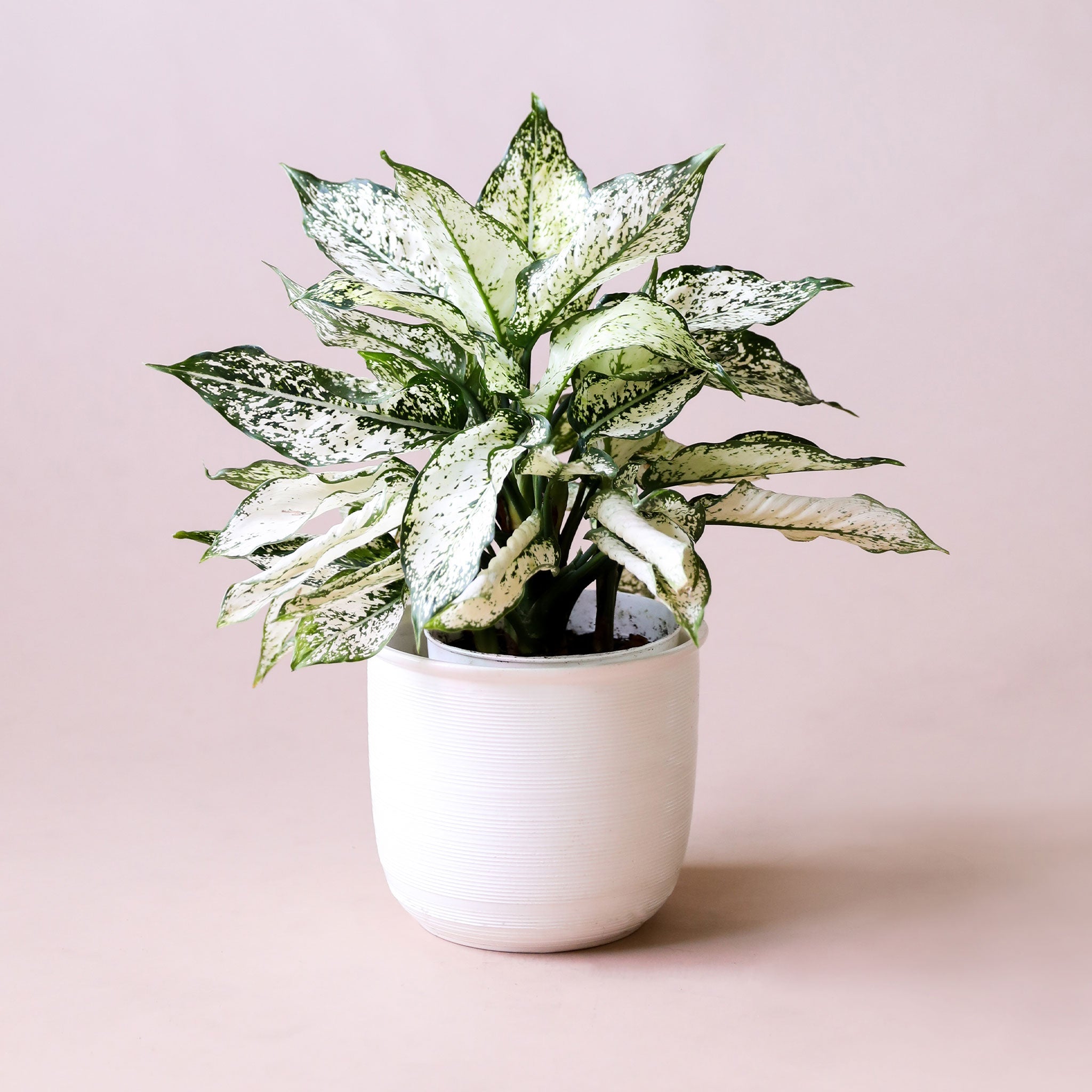 An Aglaonema First Diamond plant in a white pot. It has many spear shaped leaves speckled with light and dark green colors.
