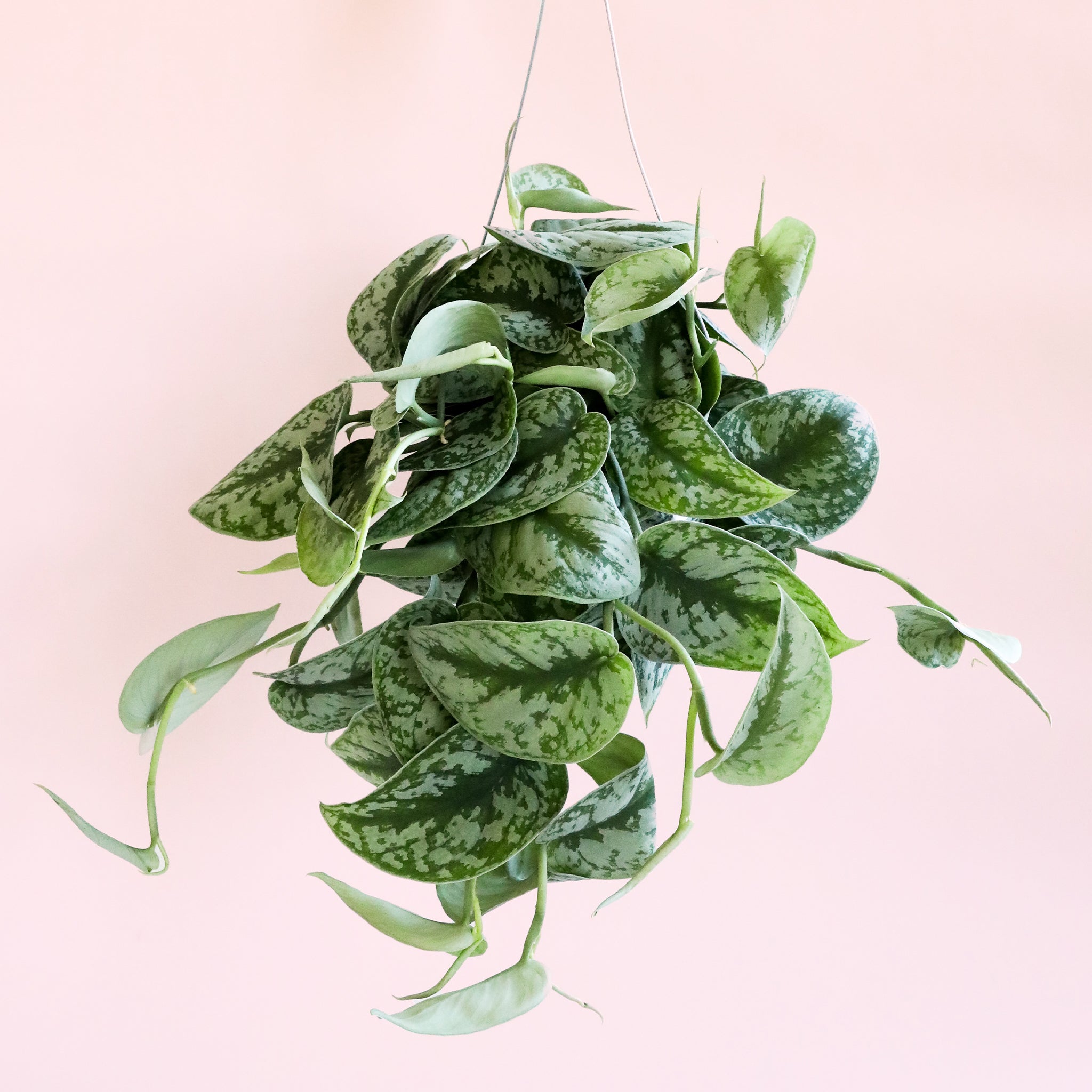 pothos exotica leaves Pictus