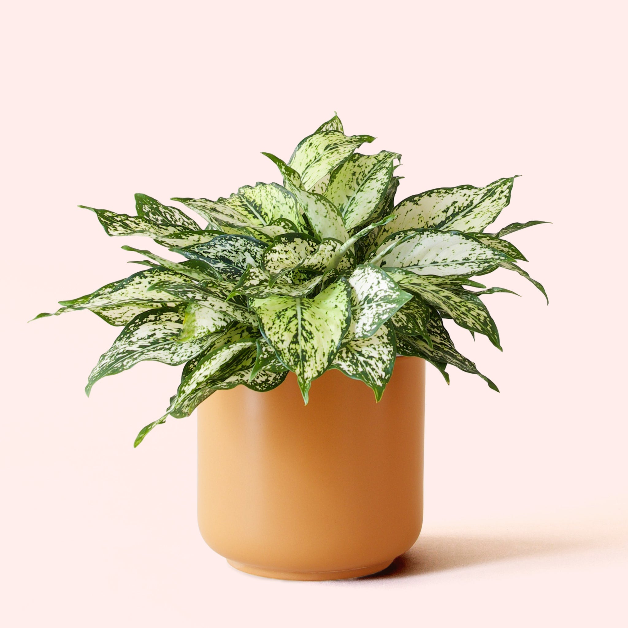 aglaonema dove plant Aglaonema