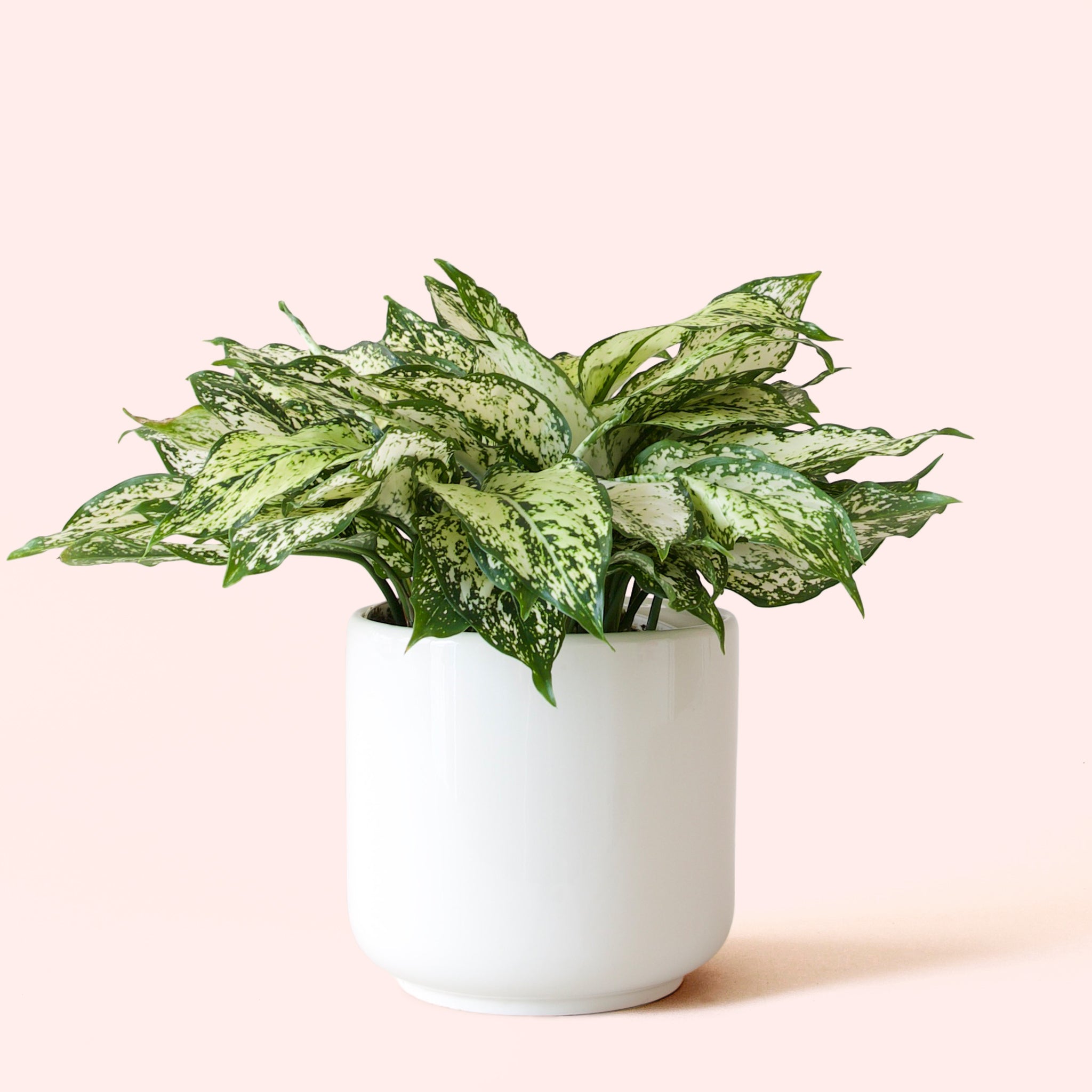 Aglaonema | First Diamond – Pigment