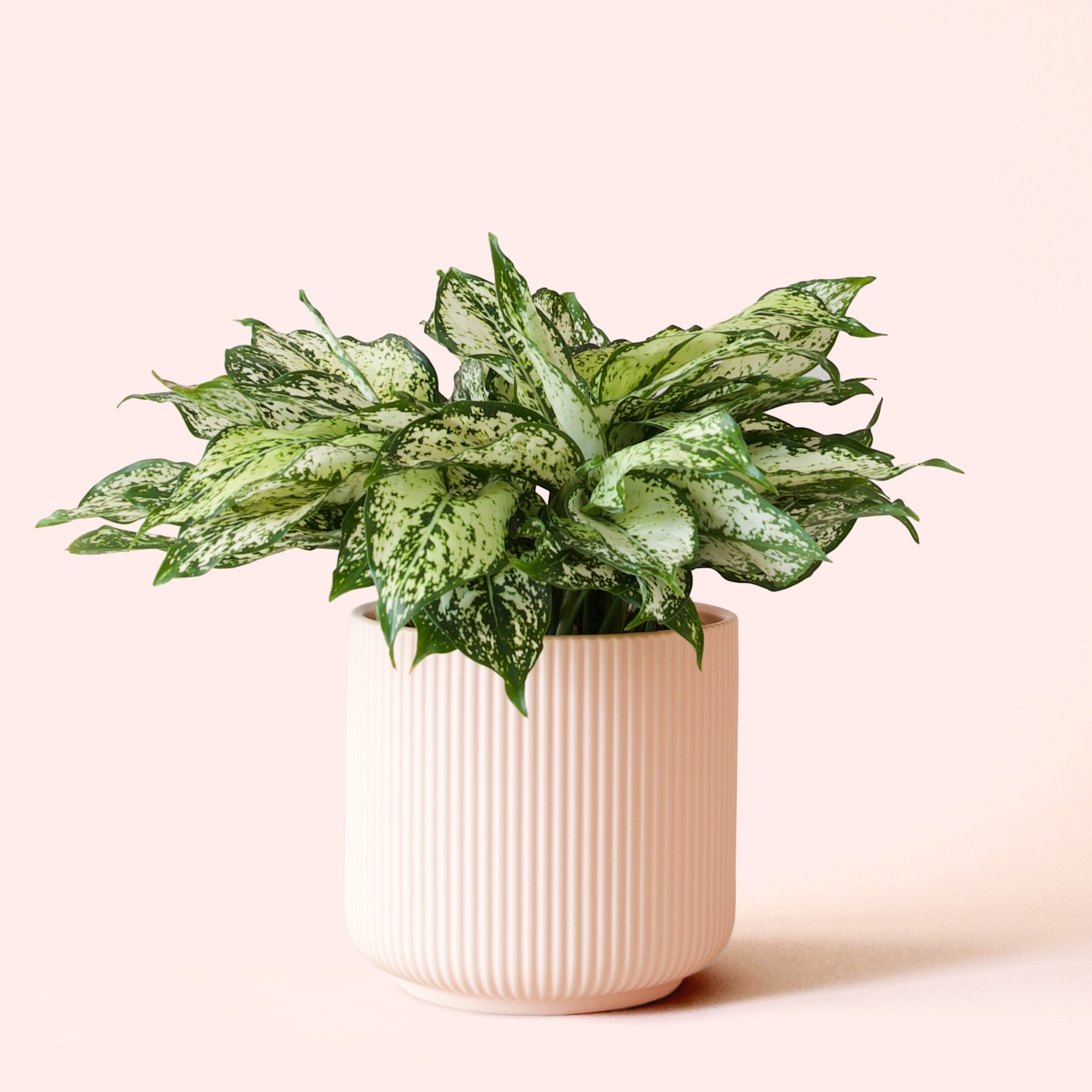 aglaonema jazzed gems Aglaonema