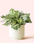 Aglaonema | First Diamond