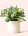 Aglaonema | First Diamond