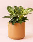Philodendron | Birkin