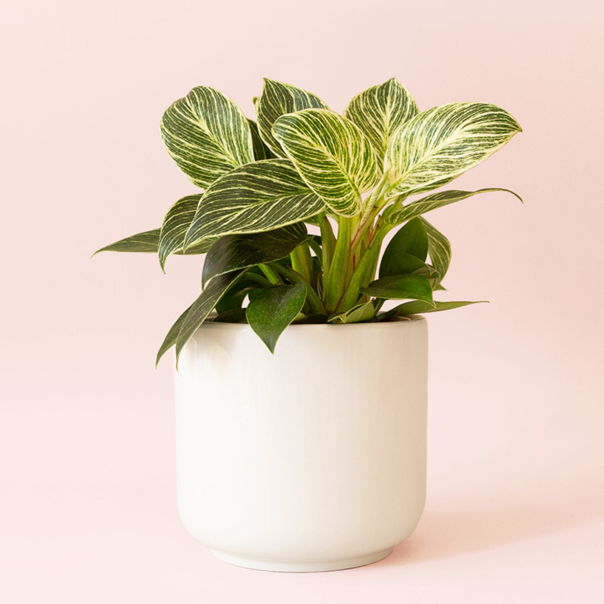 philodendron birkin small Philodendron