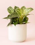 Philodendron | Birkin