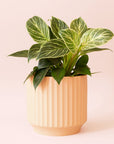 Philodendron | Birkin