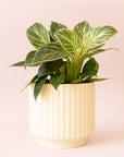 Philodendron | Birkin