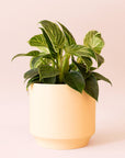 Philodendron | Birkin
