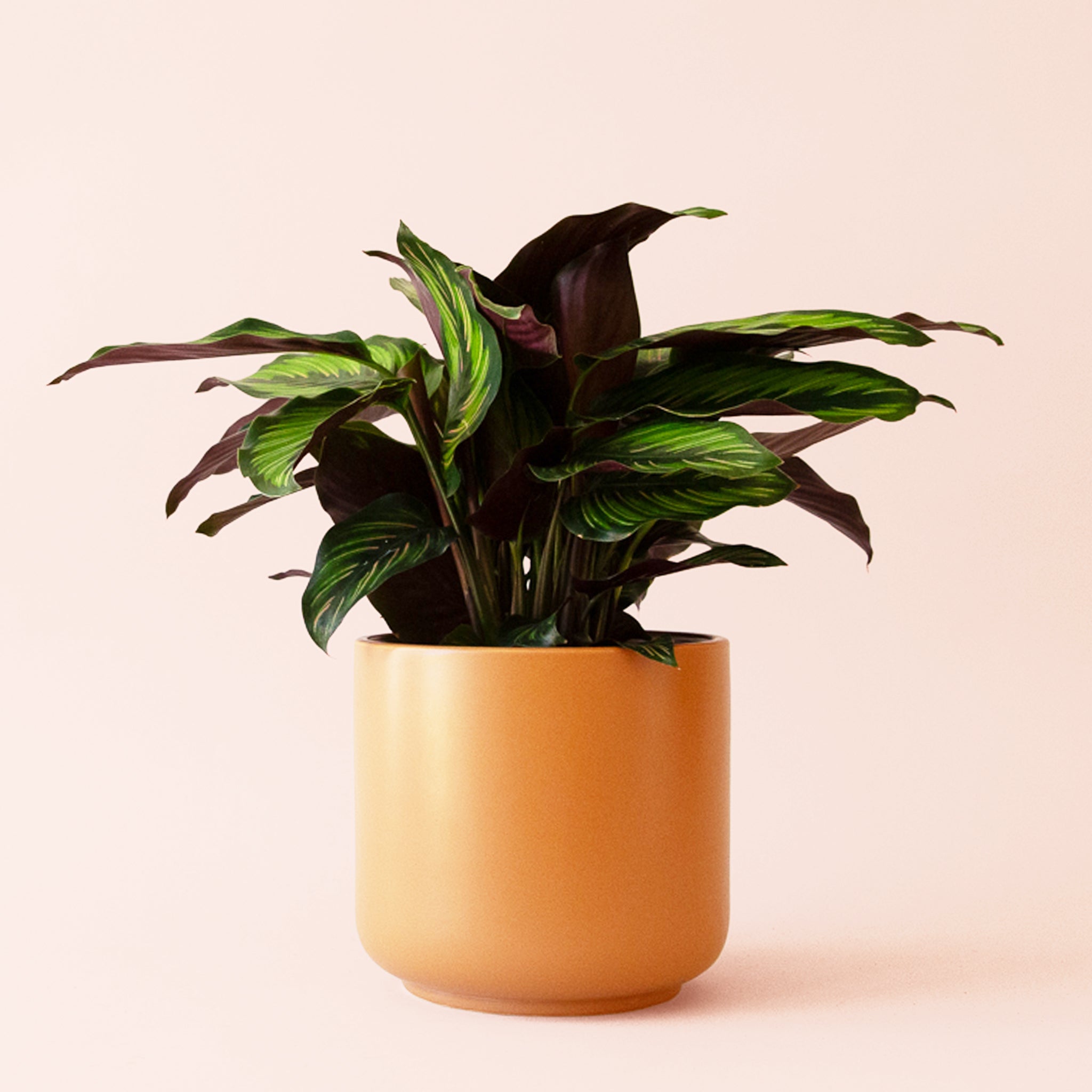 Calathea