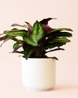 Calathea | Beauty Star