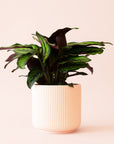 Calathea | Beauty Star