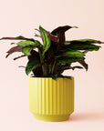 Calathea | Beauty Star