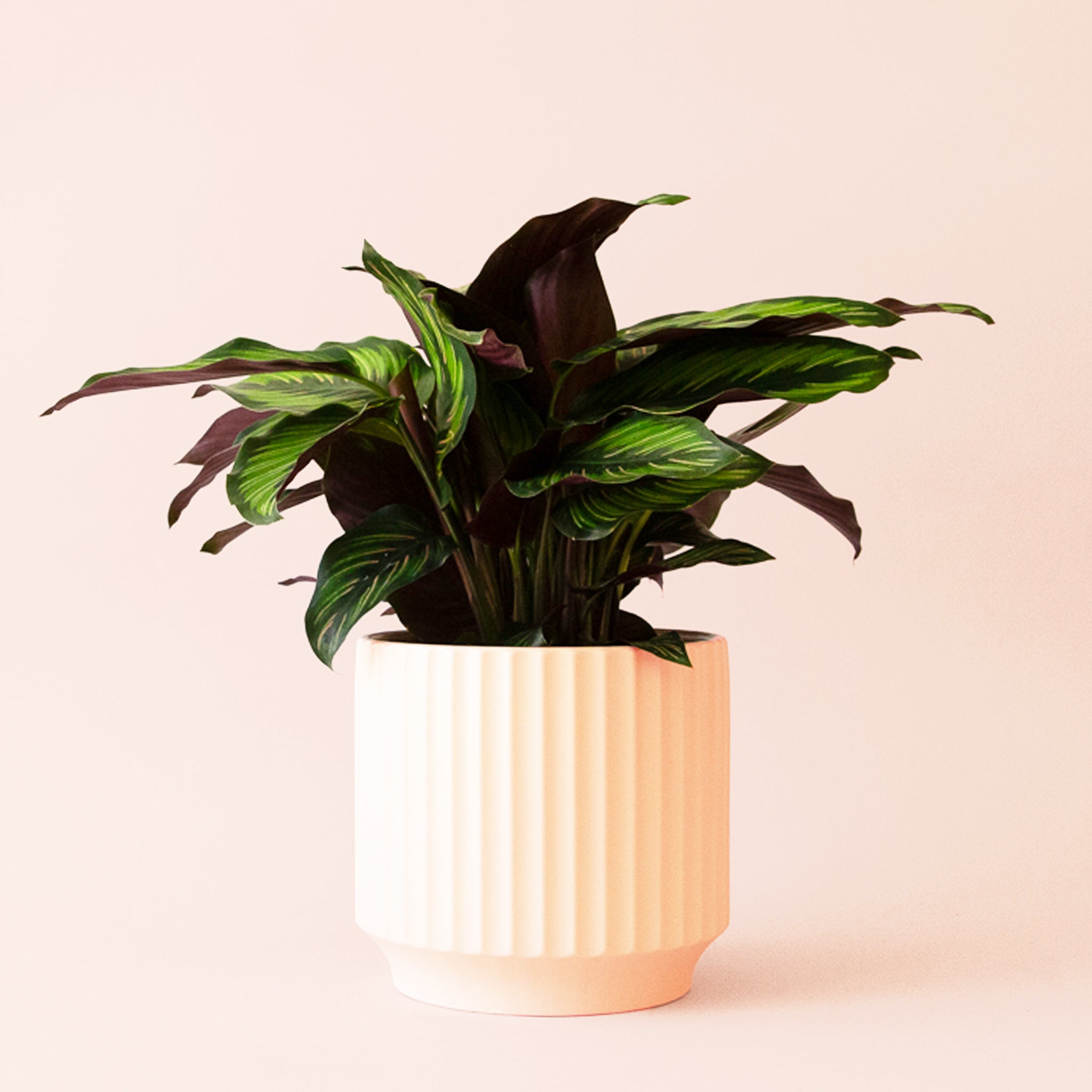 Calathea