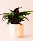 Calathea | Beauty Star