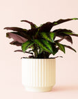 Calathea | Beauty Star