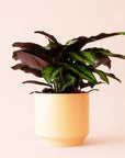 Calathea | Beauty Star