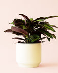 Calathea | Beauty Star