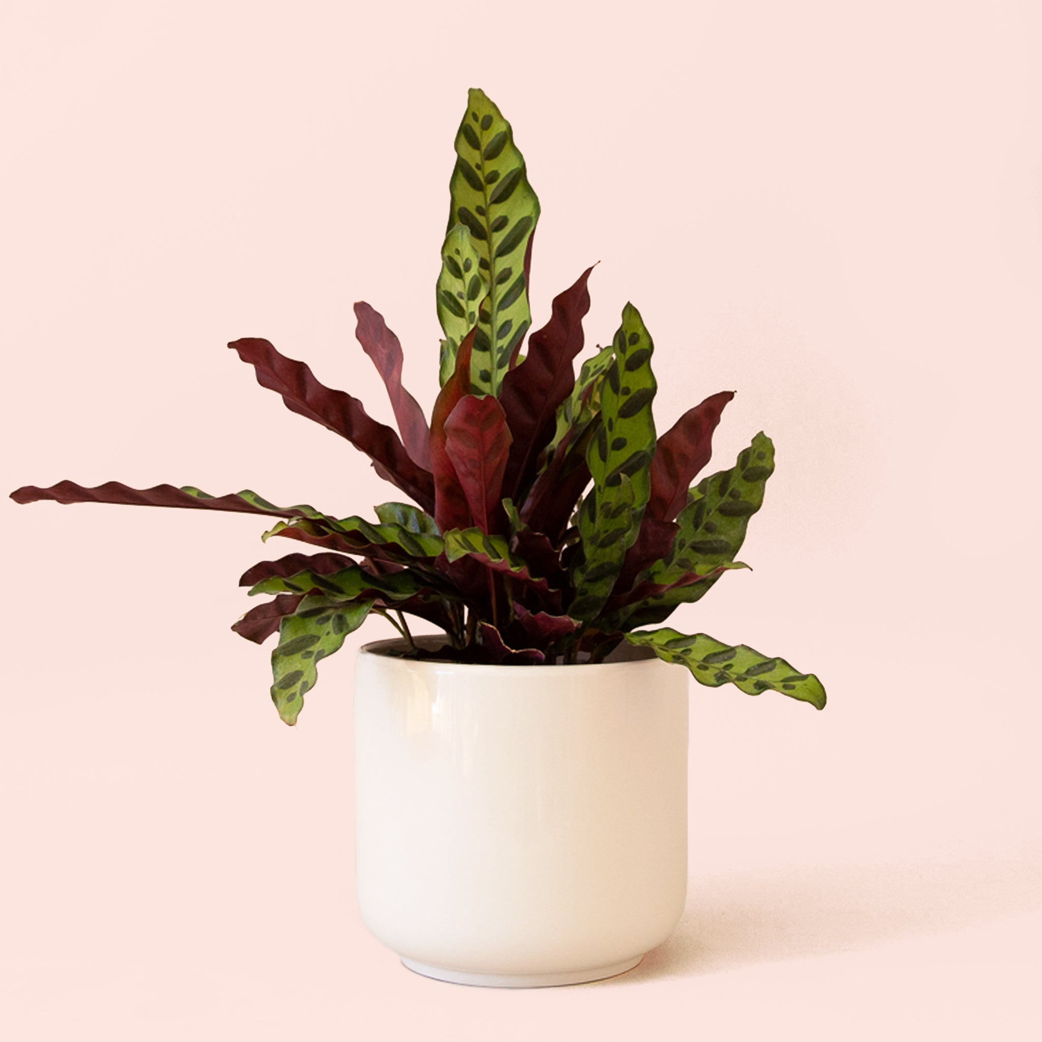 sansevieria cylindrica standort SANSEVIERIA CYLINDRICA STRAIGH online kaufen bei potflourri main image 0